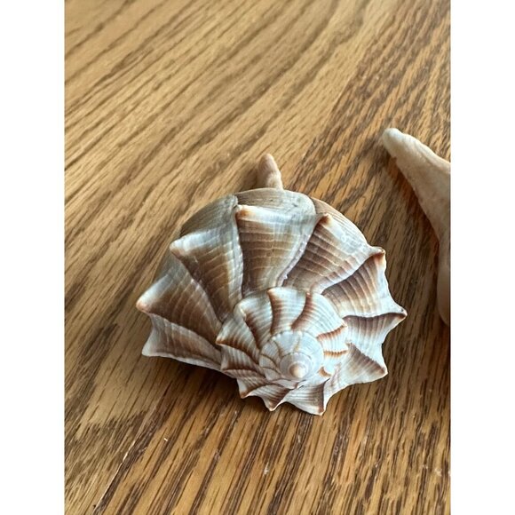 Pair Of Natural Ridged Seashells Sinistrofulgur perversum the lightning whelk - Picture 3 of 14